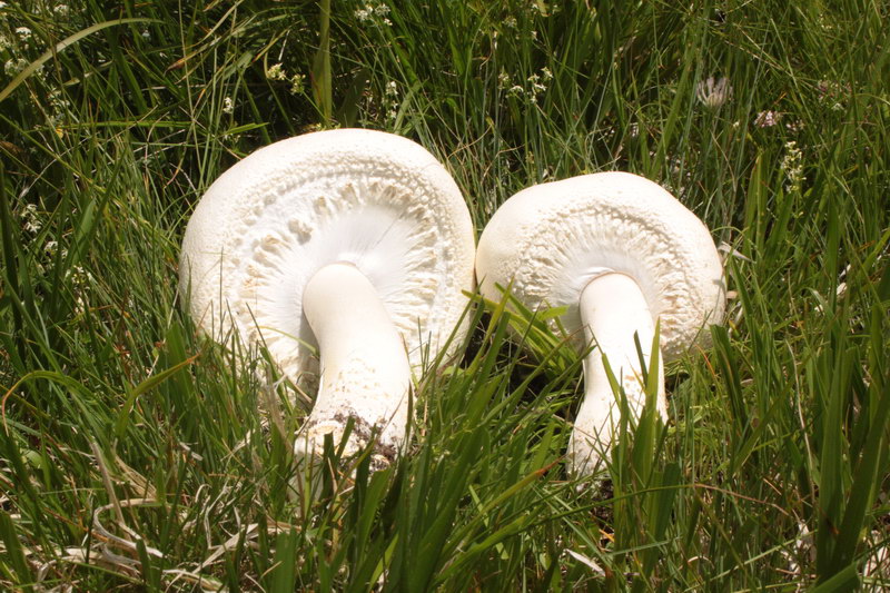 in alta quota nei miei Sibillini